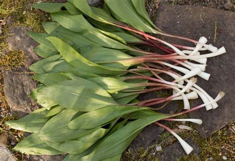 The Ultimate Guide to Foraging and Harvesting Wild Ramps